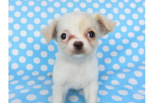 成約済の千葉県のチワワ(ロングコート)-98486の4枚目